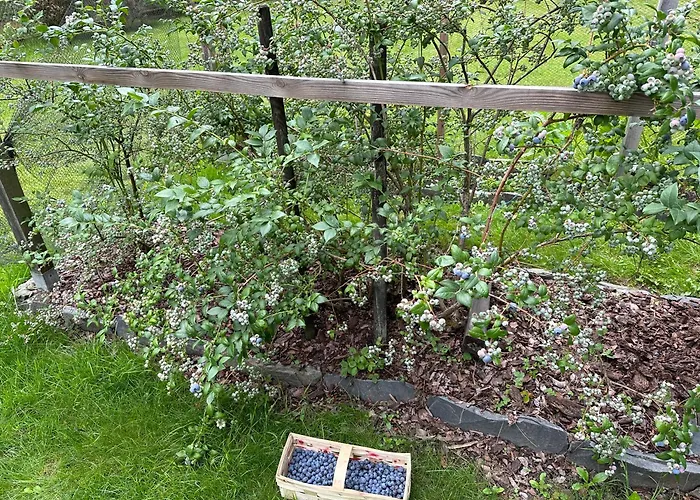 Villa Pogo Dom Nad Narwia - 4 Sypialnie, Duza Sauna, Balia, Pomost, Plac Zabaw *